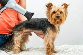 From Wet to Wow: Transforming Your Dog’s Coat with a Blow Dryer