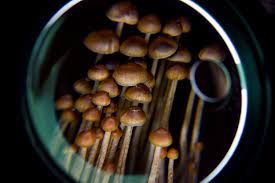 Miracle inside the Investment capital: Where you should Get Shrooms in DC