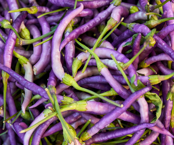 Sowing the Seeds of Flavor: Starting Your Purple Cayenne Plants