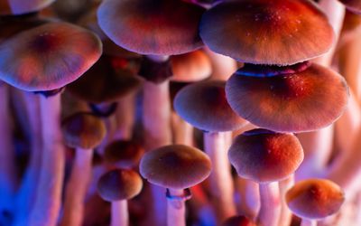 The strength of Wonder Refreshing fresh mushrooms for Depression