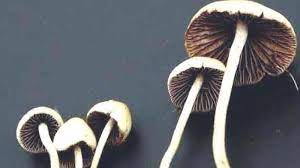 Magic Mushrooms in DC: Nature’s Hidden Treasure