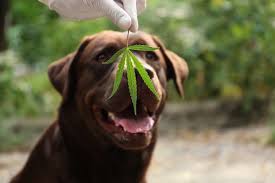 CBD-Infused Dog Treats: A Pup’s Best Friend
