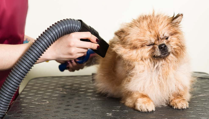 Dog Paw Cleaner and Dryer: A Convenient Combo for Clean Feet