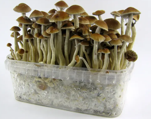 The Magic Within Reach: Buying Shrooms in DC