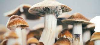 FungiFly: Prompt Shroom Delivery