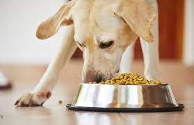 How to Find Fresh and Healthy Raw Dog Food in Lynbrook