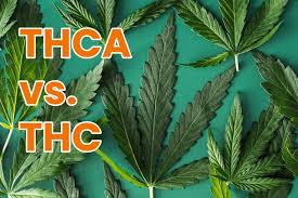 THC vs THCA: The Difference in Effects and Uses Explained